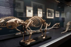 Best Dinosaur Museums in Australia