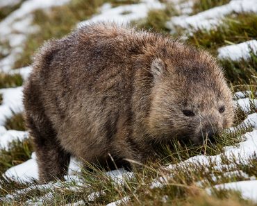 wombat in tasmania