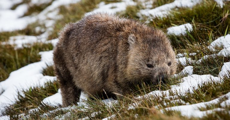 Wombat Facts for Kids