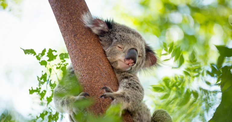 Koala Facts for Kids