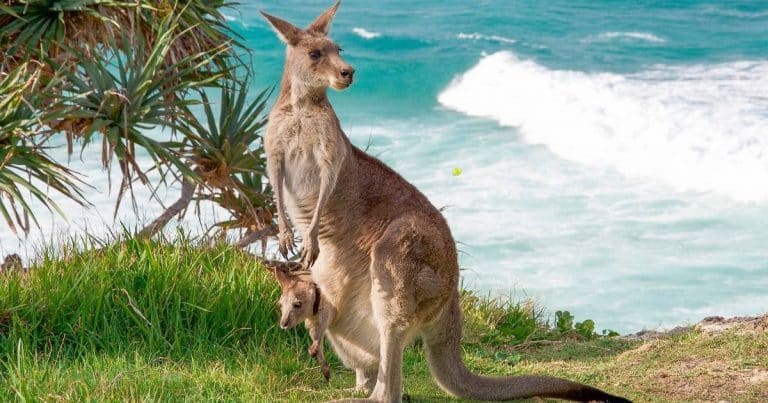 Interesting Facts about Kangaroos