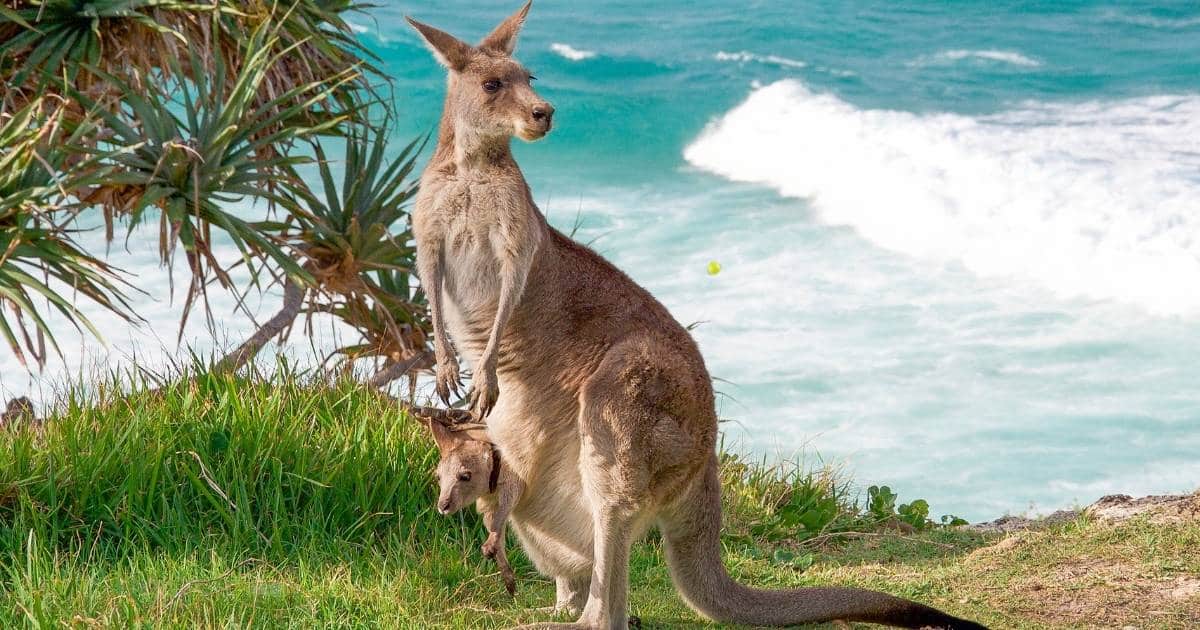 kangaroo facts for kids, a kangaroo with a joey in australia.