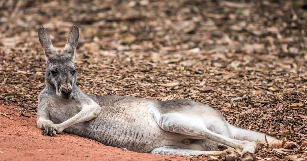 a big kangaroo lying down resting in the host sun