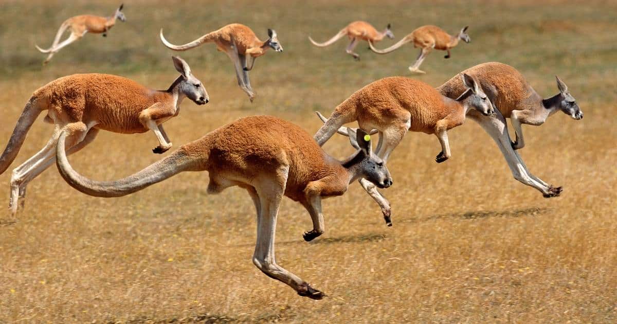 a mob of Kangaroos jumping through the Australian outback. 