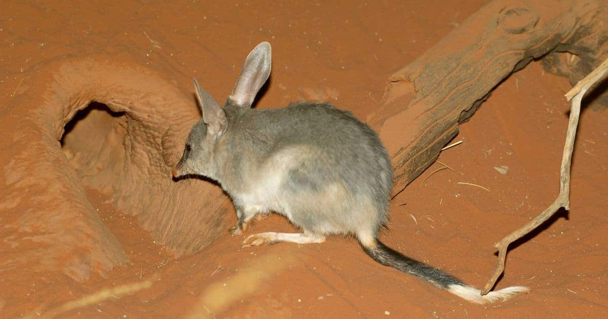 Desert Bilby in Australia going into his burrow.