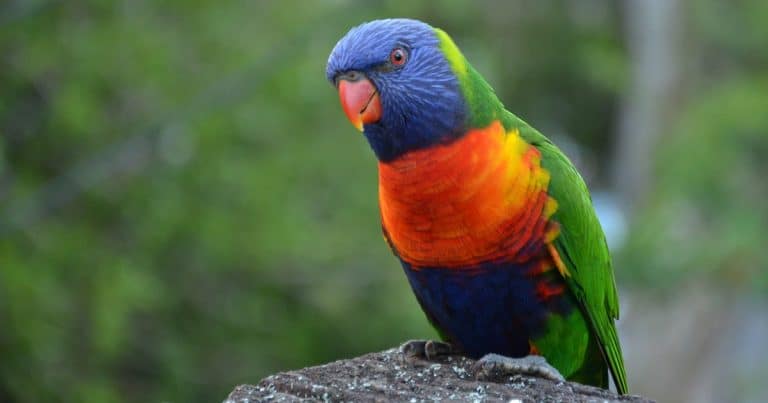 Interesting facts for kids about Rainbow Lorikeets
