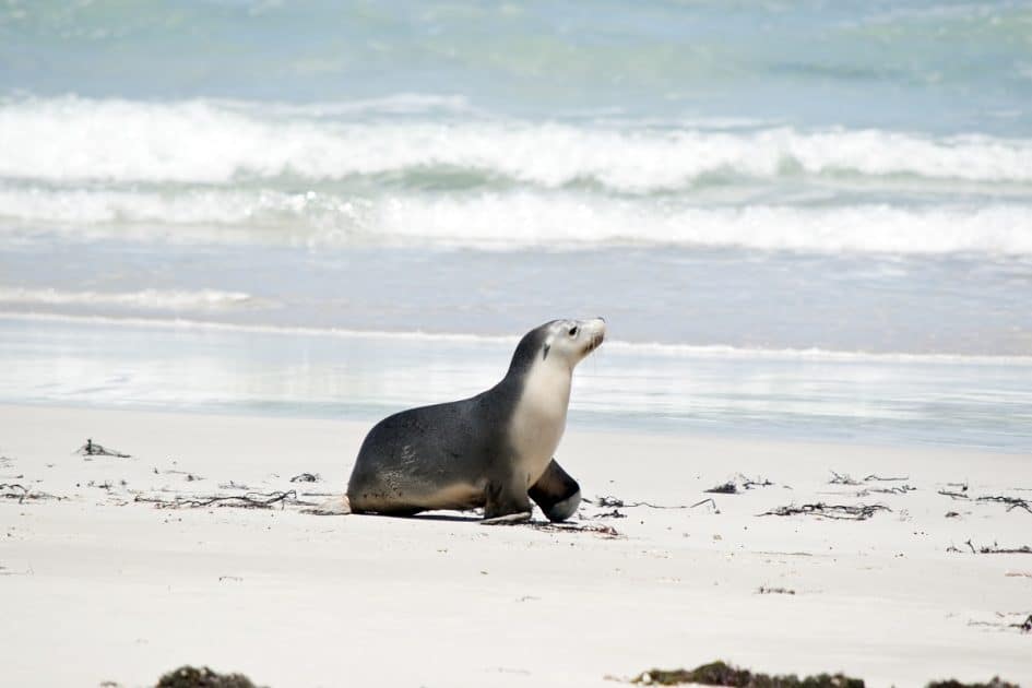 A solitary sea lion on the shores of seal beach. 