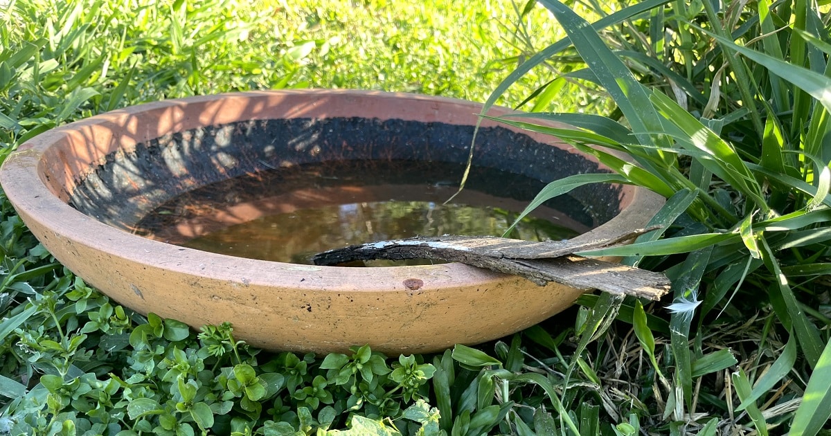 bird bath filled with water for wildlife